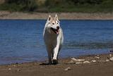 SIBERIAN HUSKY 624